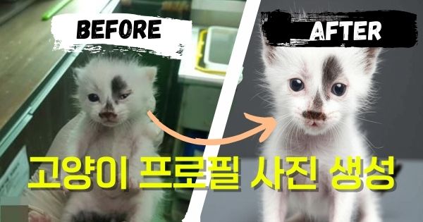 미스트랜드 메인 배너 - 유기묘 입양 시작하기