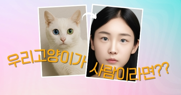 미스트랜드 메인 배너 - 유기묘 입양 시작하기